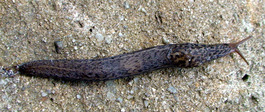 Limax dal Cilento (SA) M. Gelbison 1700 m